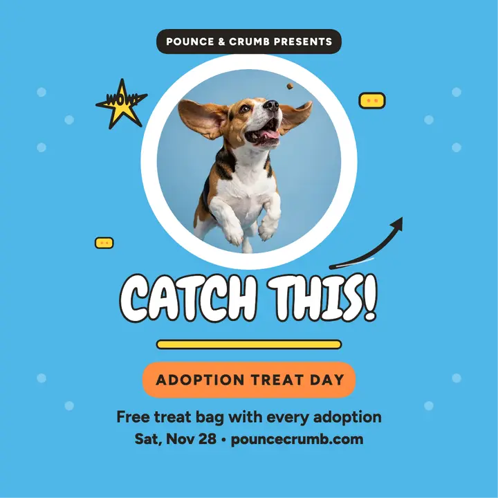 Pounce treat catch post template