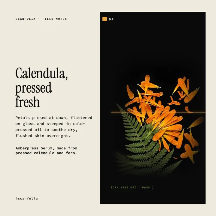 Pressed calendula skincare feature, scanography post template