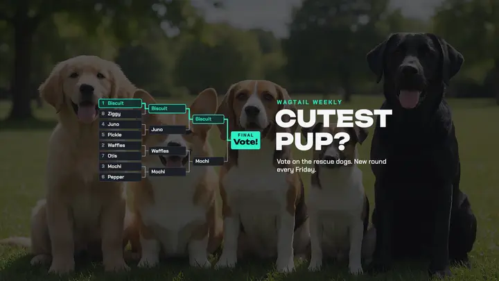 Wagtail Weekly pup bracket channel banner: vote bracket youtube banner template