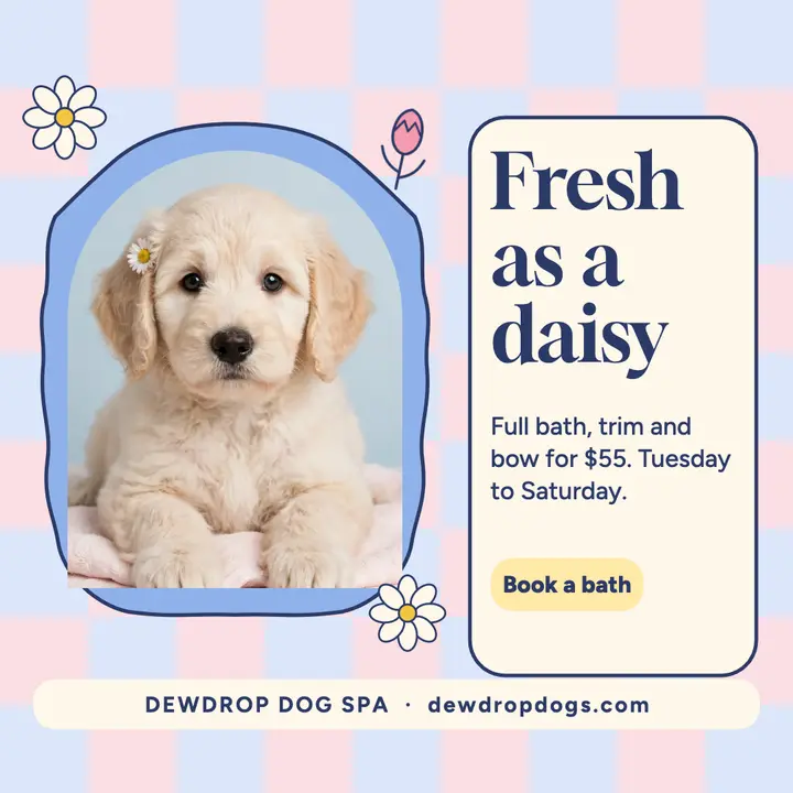 Dewdrop Dog Spa fresh as a daisy post template