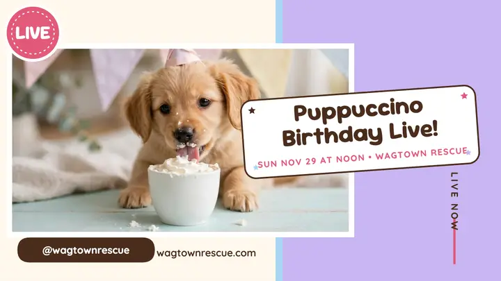 Wagtown puppy birthday live thumbnail template