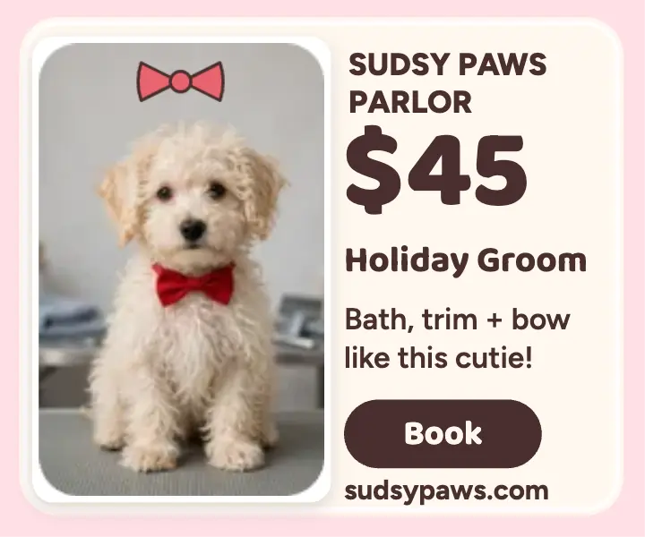 Sudsy Paws holiday puppy groom ad template