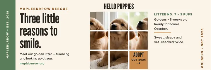 Mapleburrow golden puppy litter grid header template