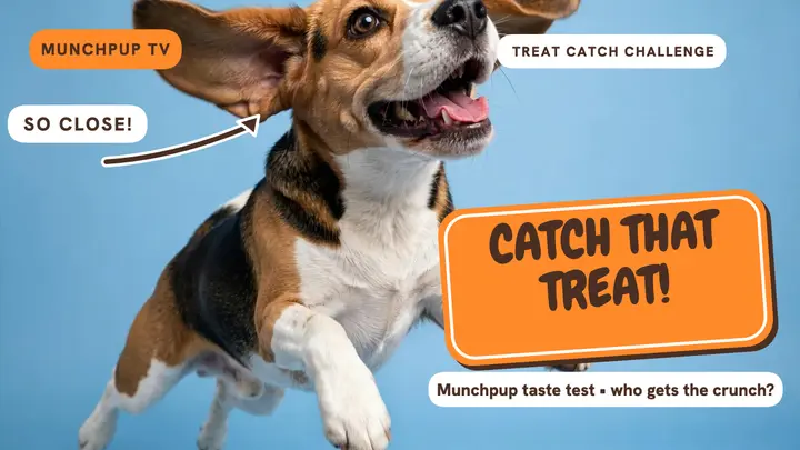 Munchpup treat catch thumbnail template