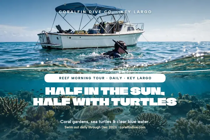 Coralfin reef morning tour postcard: dive reef postcard template
