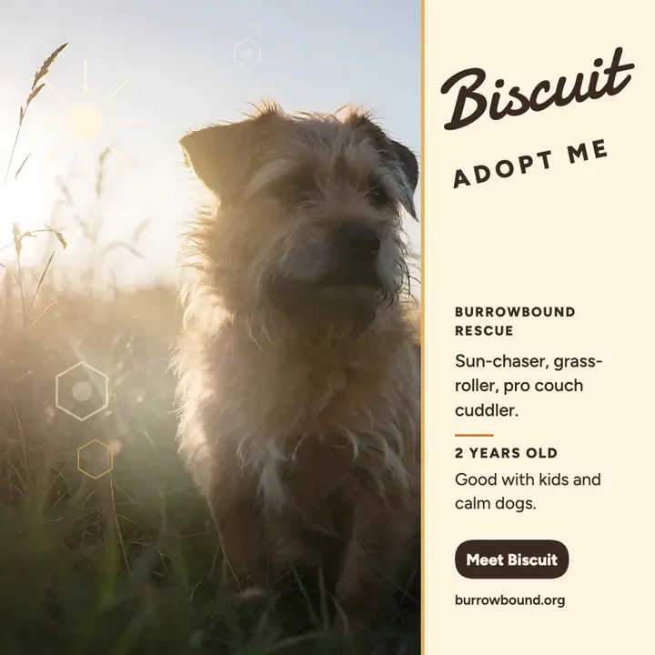 Biscuit golden-hour terrier adoption post template