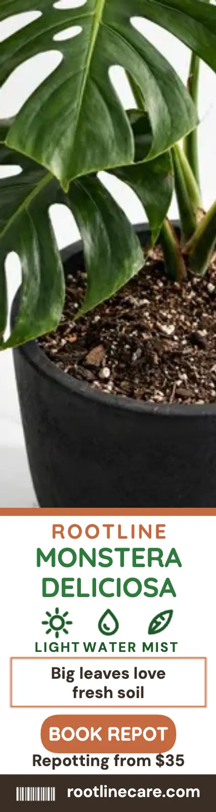 Rootline monstera plant stake ad template