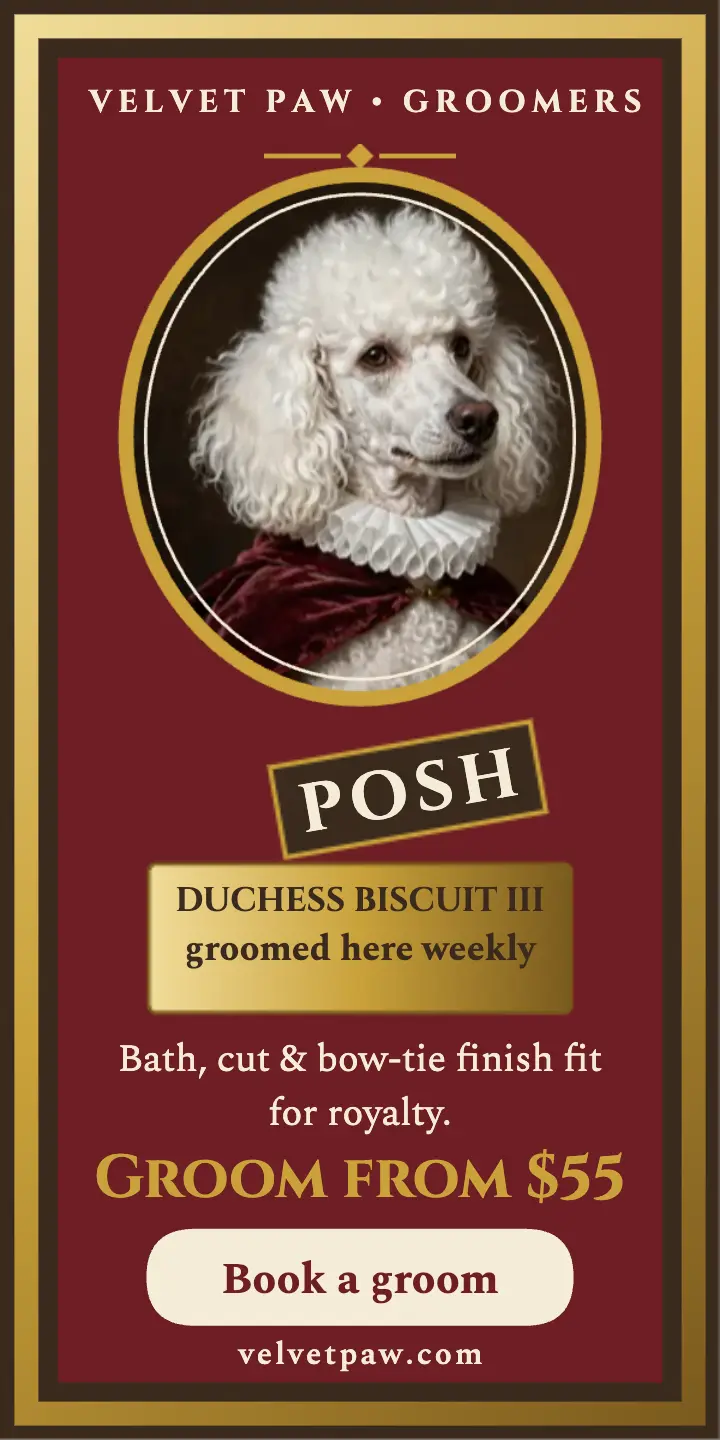 Velvet Paw royal poodle groomer ad: pet groomer ad template