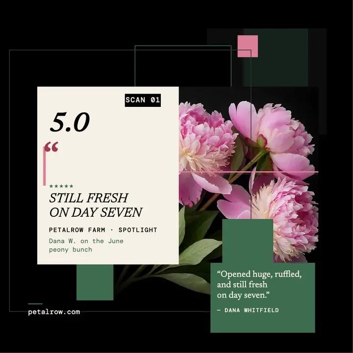 Petalrow peony scan customer spotlight template