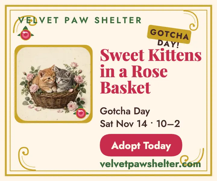 Velvet Paw kitten adoption ad template