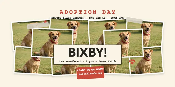 Second Leash adoption day snapshot post template