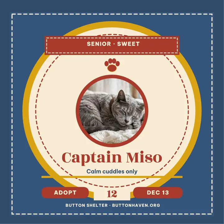 Captain Miso senior cat patch post template