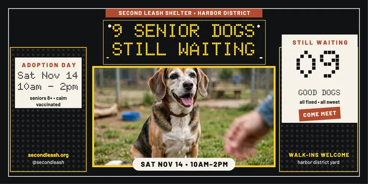 Second Leash senior dog adoption flip-dot post template