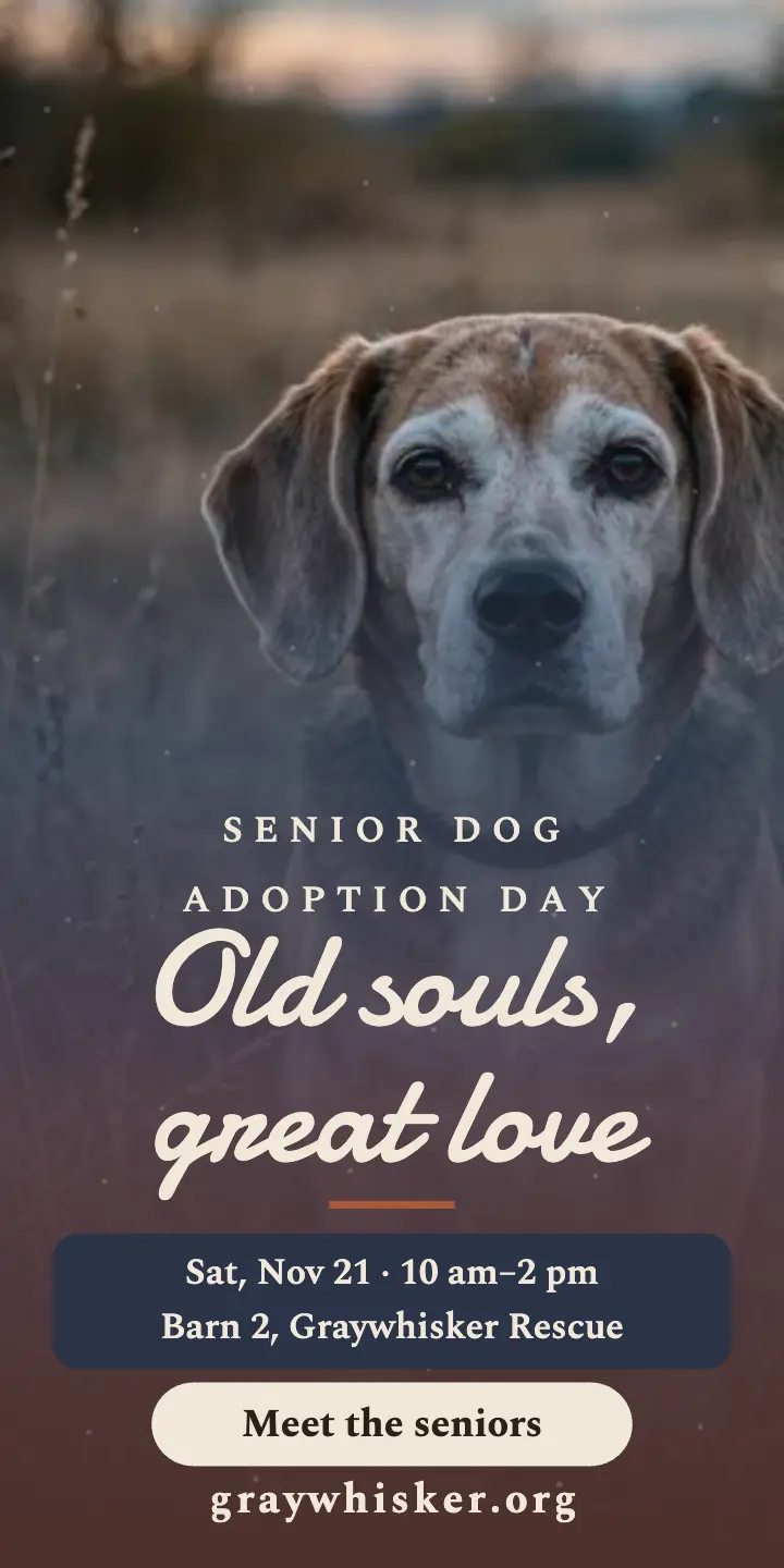 Graywhisker senior dog adoption half-page ad template