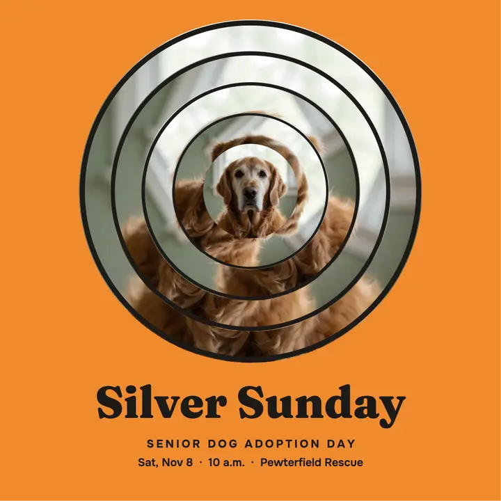 Senior dog adoption day twisted ring post template