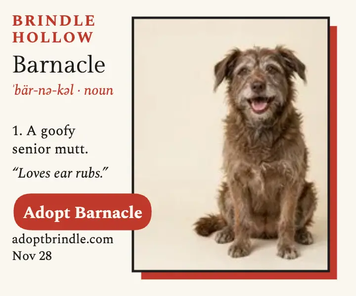 Barnacle senior dog dictionary ad: senior dog adoption ad template