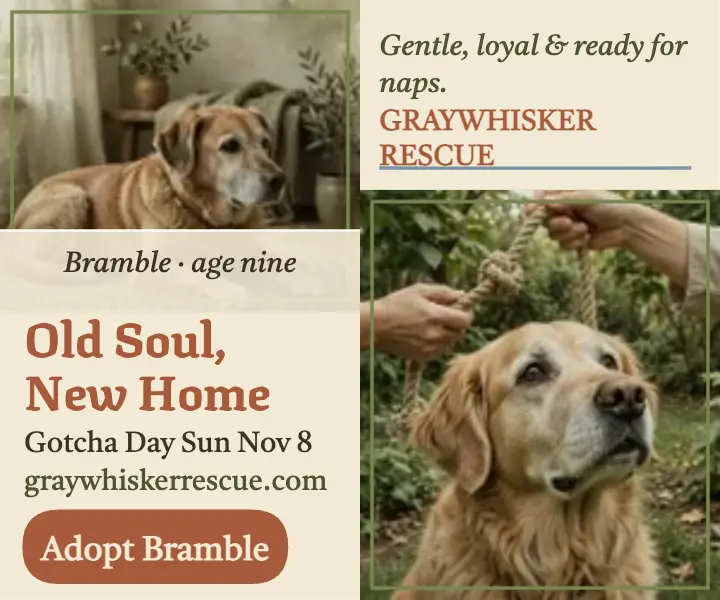 Bramble senior dog gotcha plate ad template