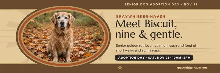 Biscuit senior dog adoption marquetry header template