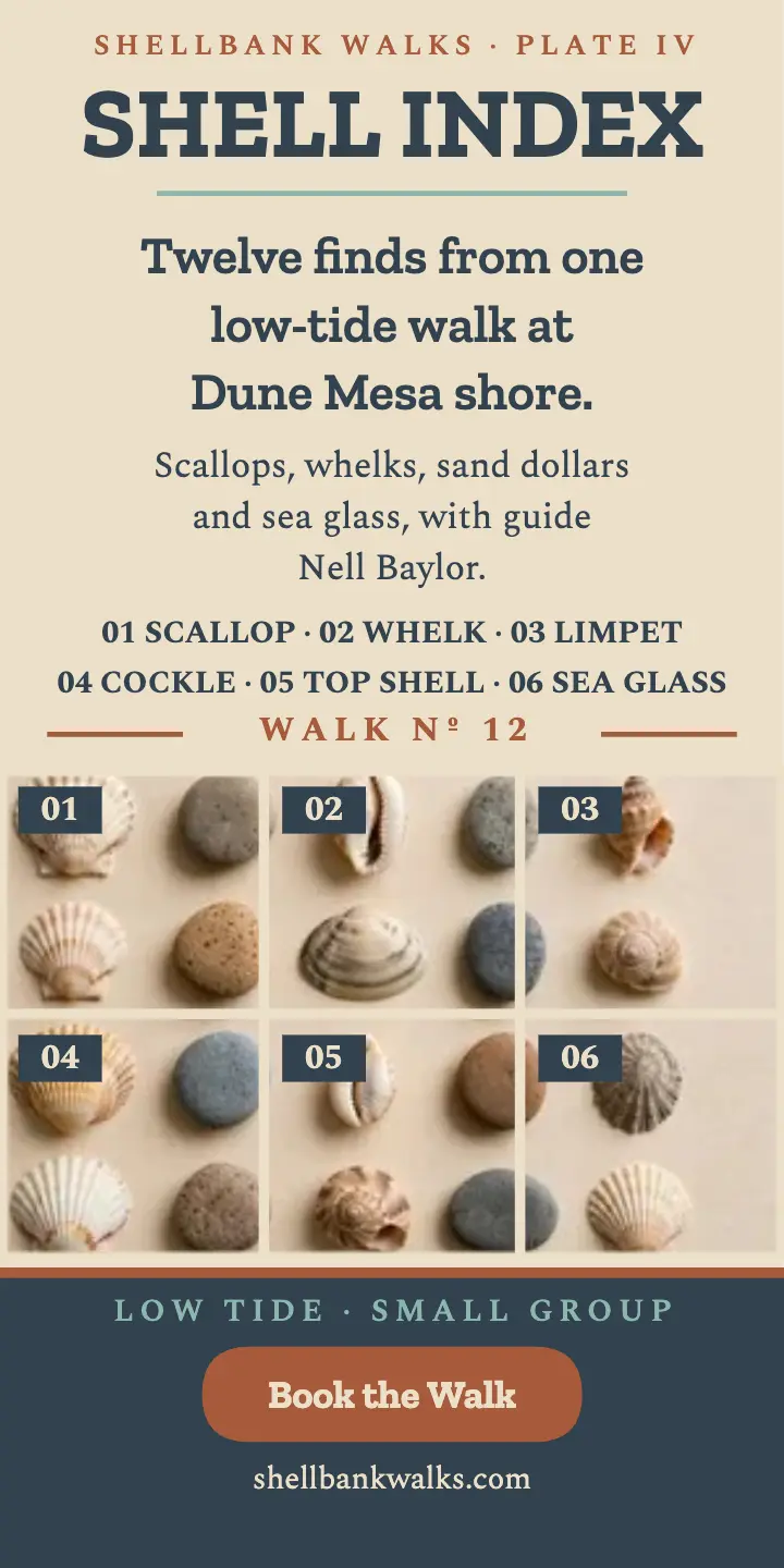 Shellbank shell index travel ad: shell collecting ad template