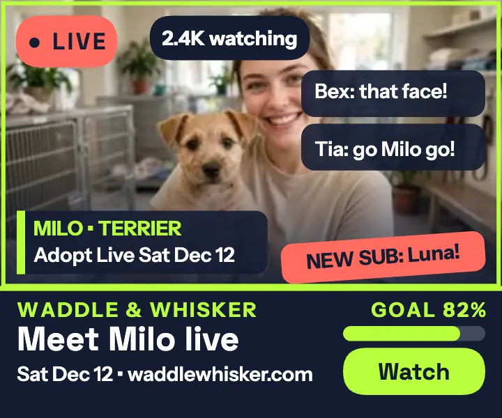 Waddle and Whisker adopt live ad template
