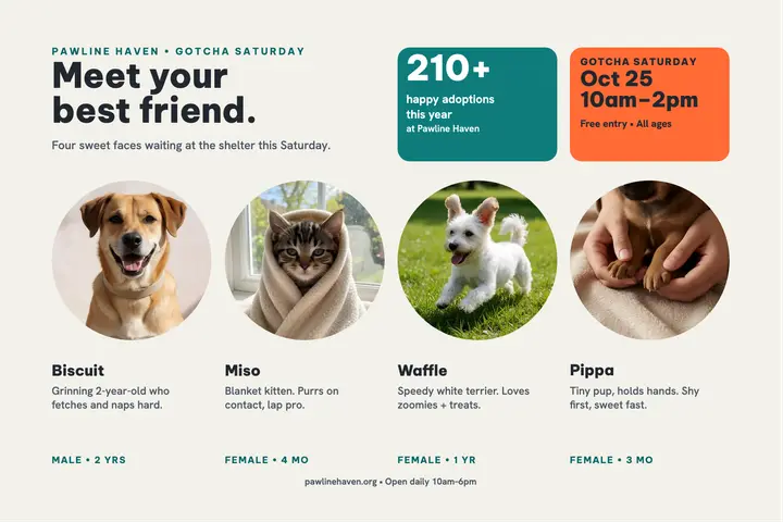 Pawline Haven bento adoption postcard template