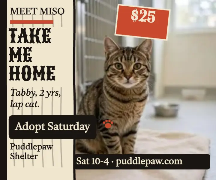 Puddlepaw weekend cat adoption ad template