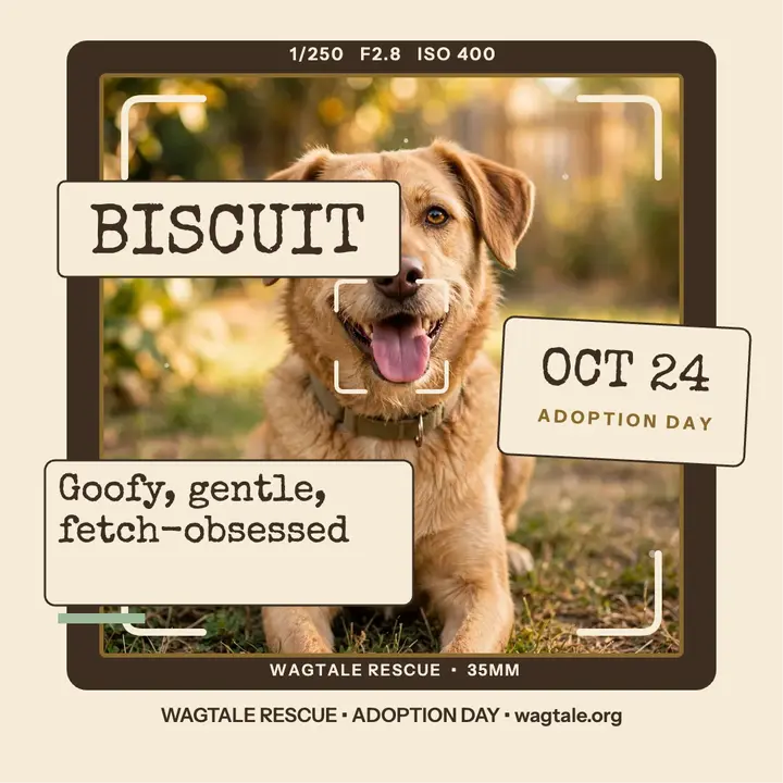 Biscuit shelter dog finder post template