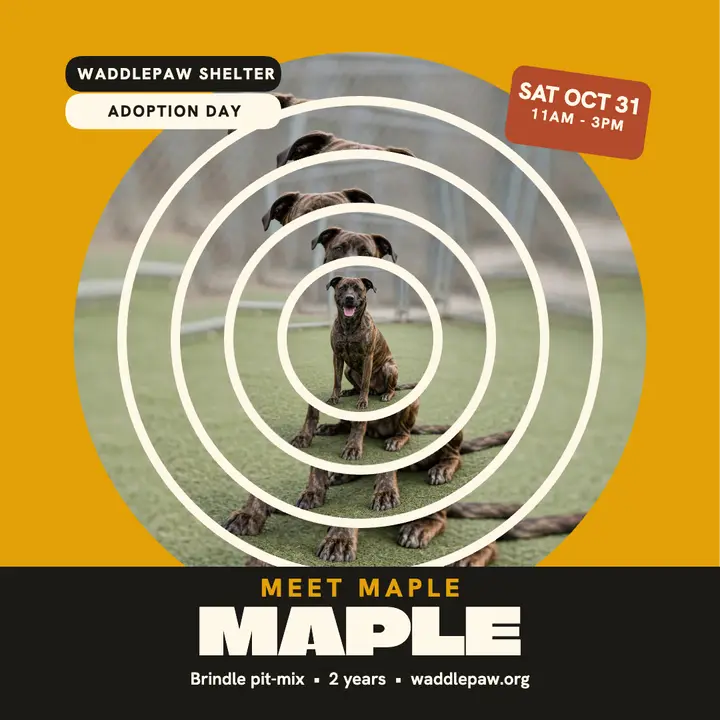 Maple pit-mix adoption day ring post: dog adoption post template