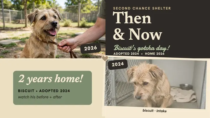 Biscuit shelter then and now thumbnail template