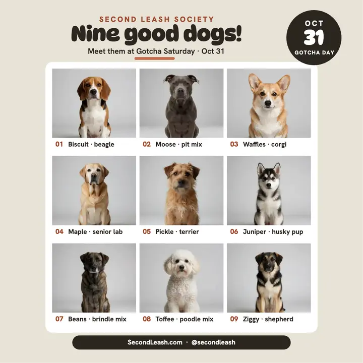 Second Leash nine dogs adoption grid template