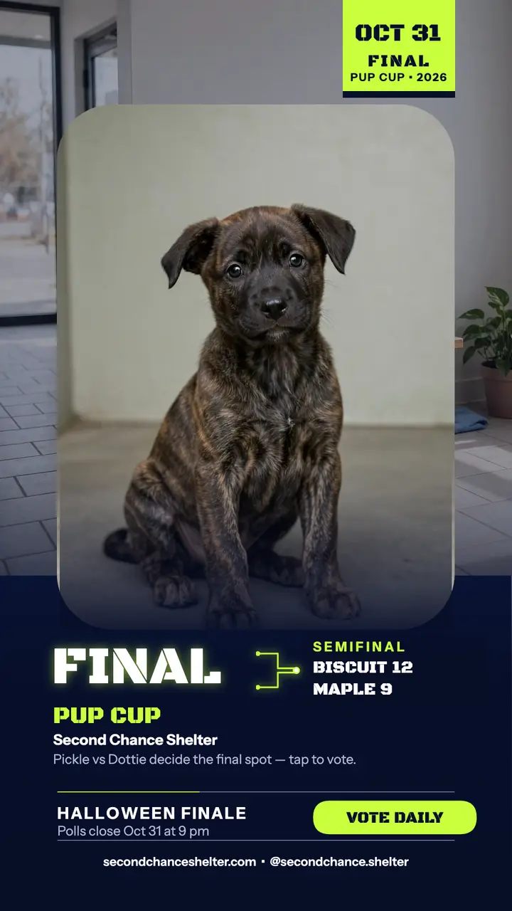 Second Chance Pup Cup bracket story template
