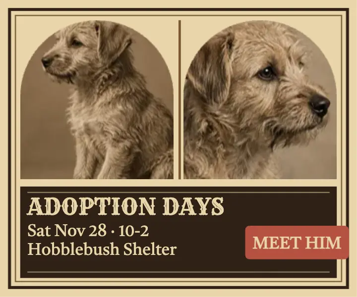 Hobblebush shelter puppy adoption stereoview ad template