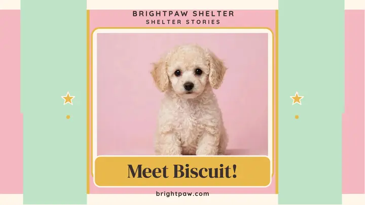 Brightpaw shelter pup story thumbnail template