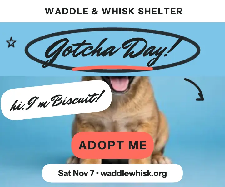 Waddle and Whisk puppy adoption ad: pet adoption ad template