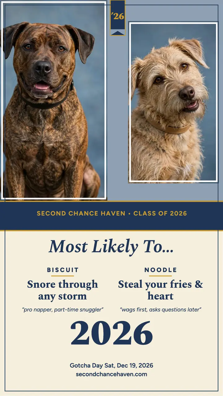Second Chance Haven superlatives story template