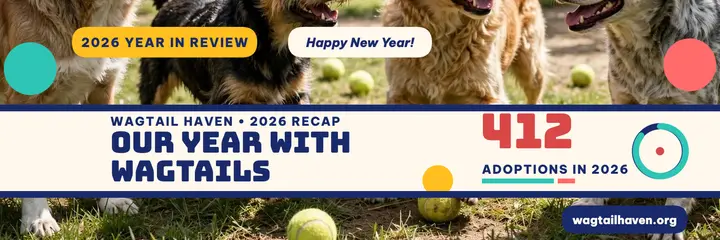 Wagtail Haven year with wagstails header template