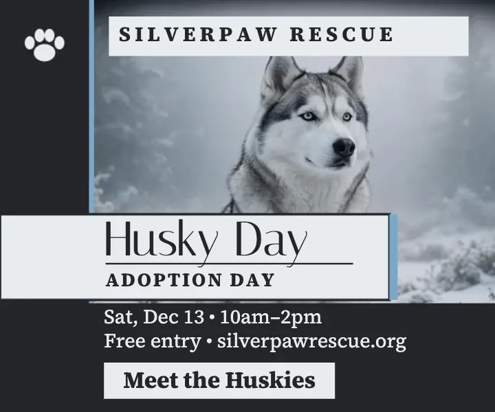 Silverpaw husky adoption day ad: husky adoption ad template