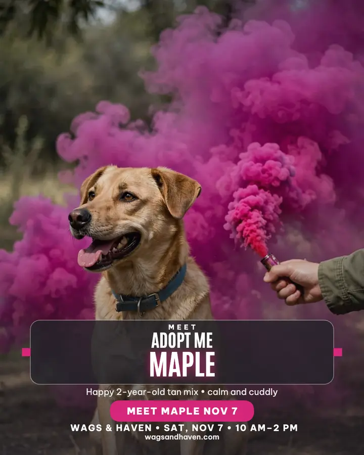 Maple shelter dog adoption day smoke post template