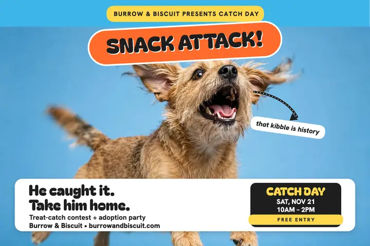 Burrow and Biscuit Catch Day postcard: pet adoption postcard template