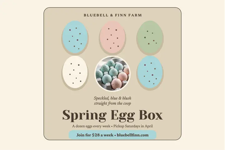 Bluebell and Finn spring egg box postcard template