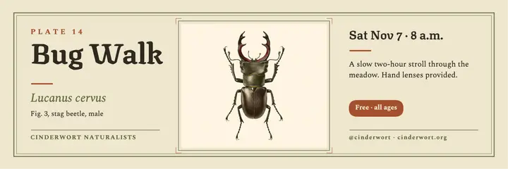 Stag beetle bug walk specimen plate header template