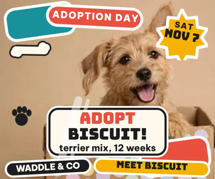 Biscuit puppy adoption day sticker ad template