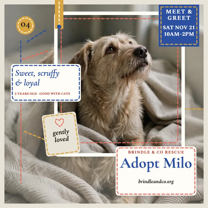 Milo stitched rescue spotlight template