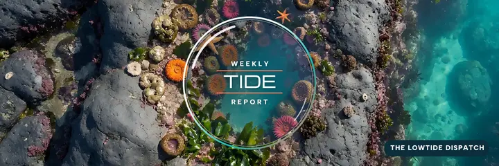 Lowtide Dispatch newsletter X header: newsletter x header template