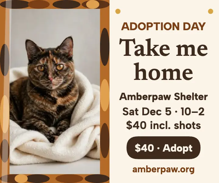 Amberpaw tortoiseshell adoption day ad template