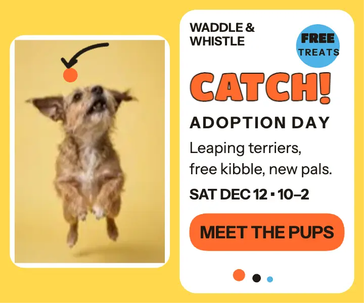 Waddle and Whistle adoption day catch ad template