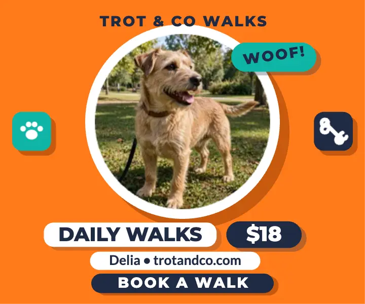 Trot and Co dog walks flat ad: dog walker ad template