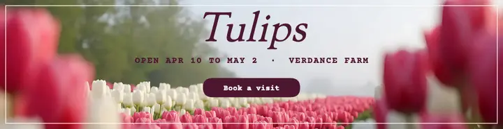 Verdance tulip season ad: tulip farm visit ad template