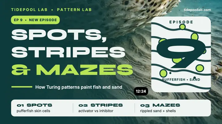 Tidepool Lab Turing patterns thumbnail template