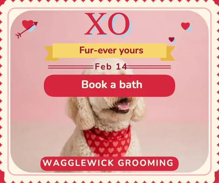 Wagglewick Valentine grooming special ad template